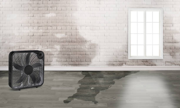 Best Professional water damage repair  in Gumlog, GA